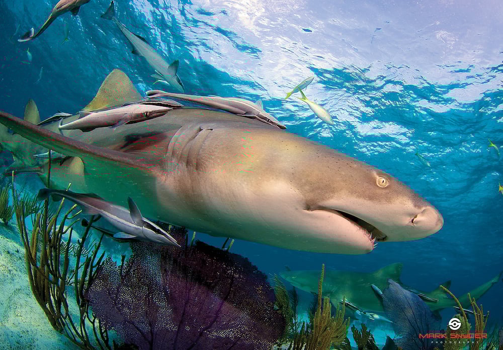 shark-hotel-1