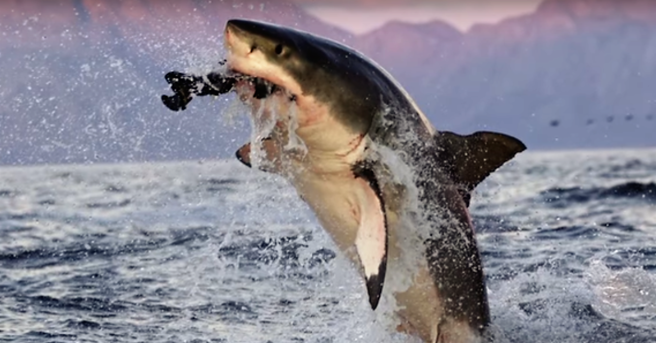 The 10 Greatest 'Shark Week' Clips of All Time Are Totally JawSome Maxim