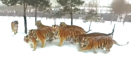 Siberian Tigers drone