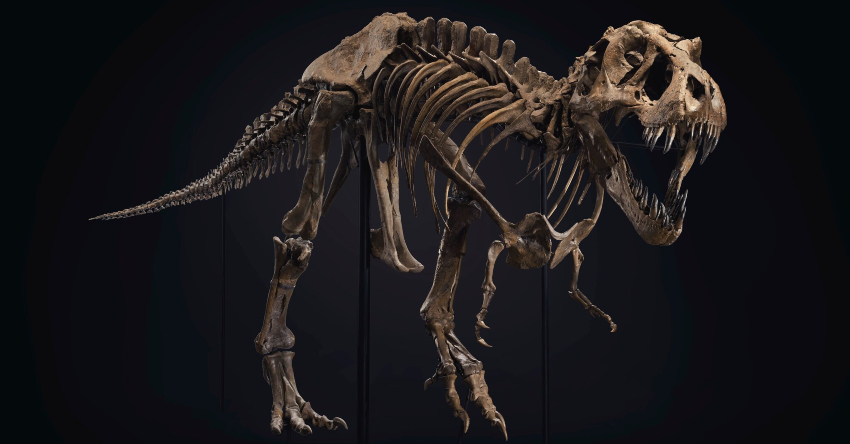 Rare T-Rex Skeleton Sells For $31.8 Million, Setting New World