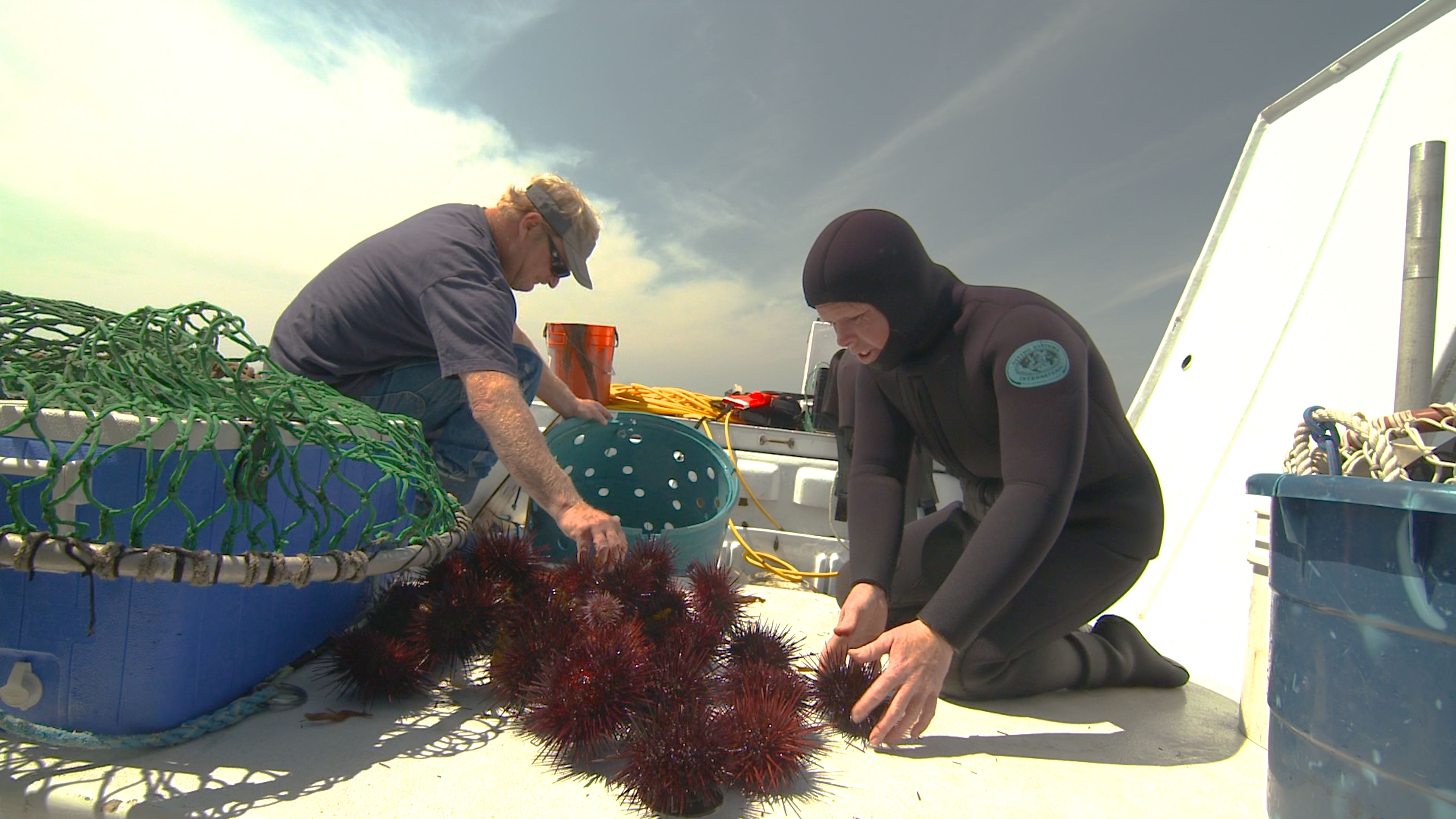 Stephanie Mutz and Harry Liquornik sorting urchin