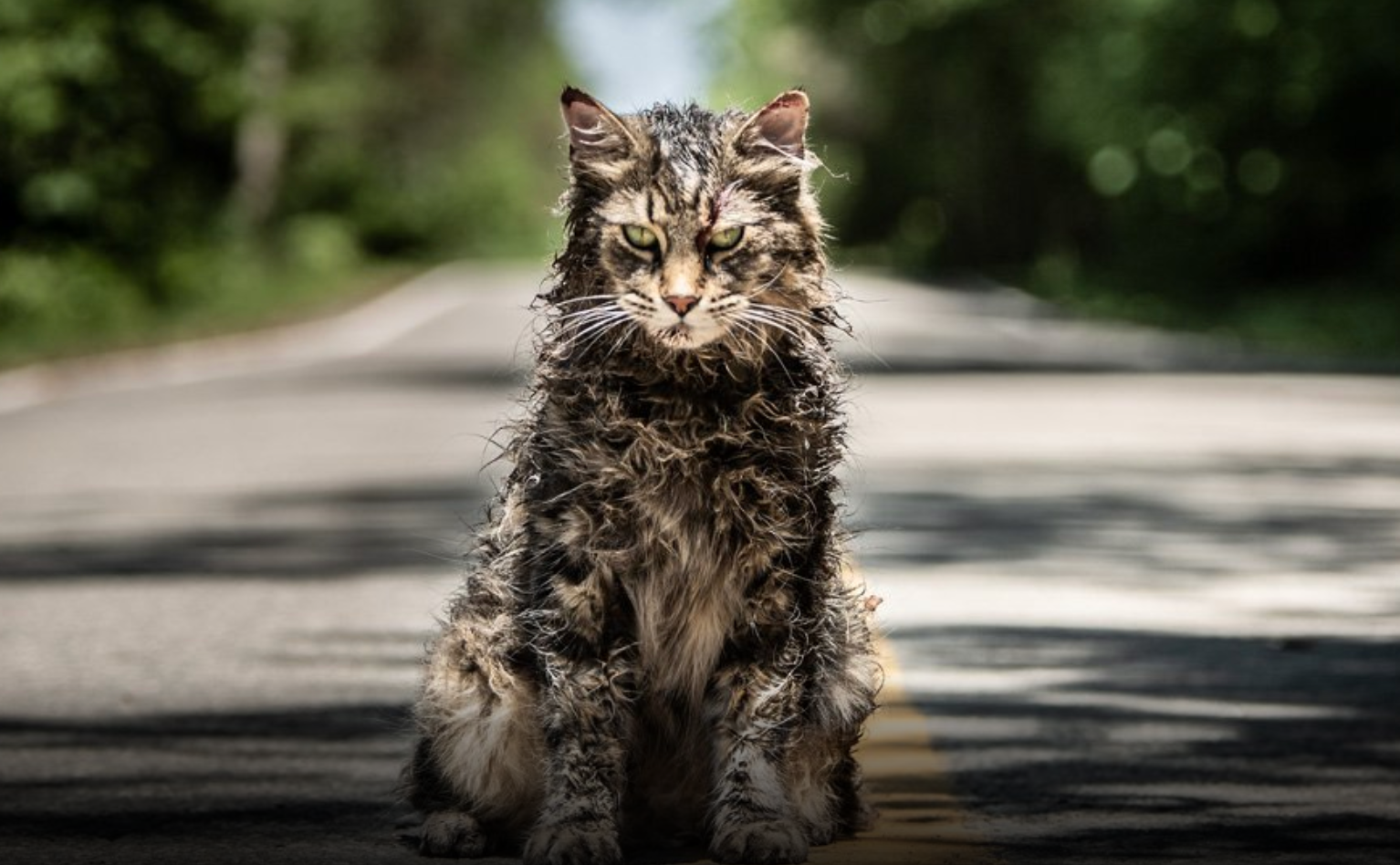 undead-kitty-pet-sematary