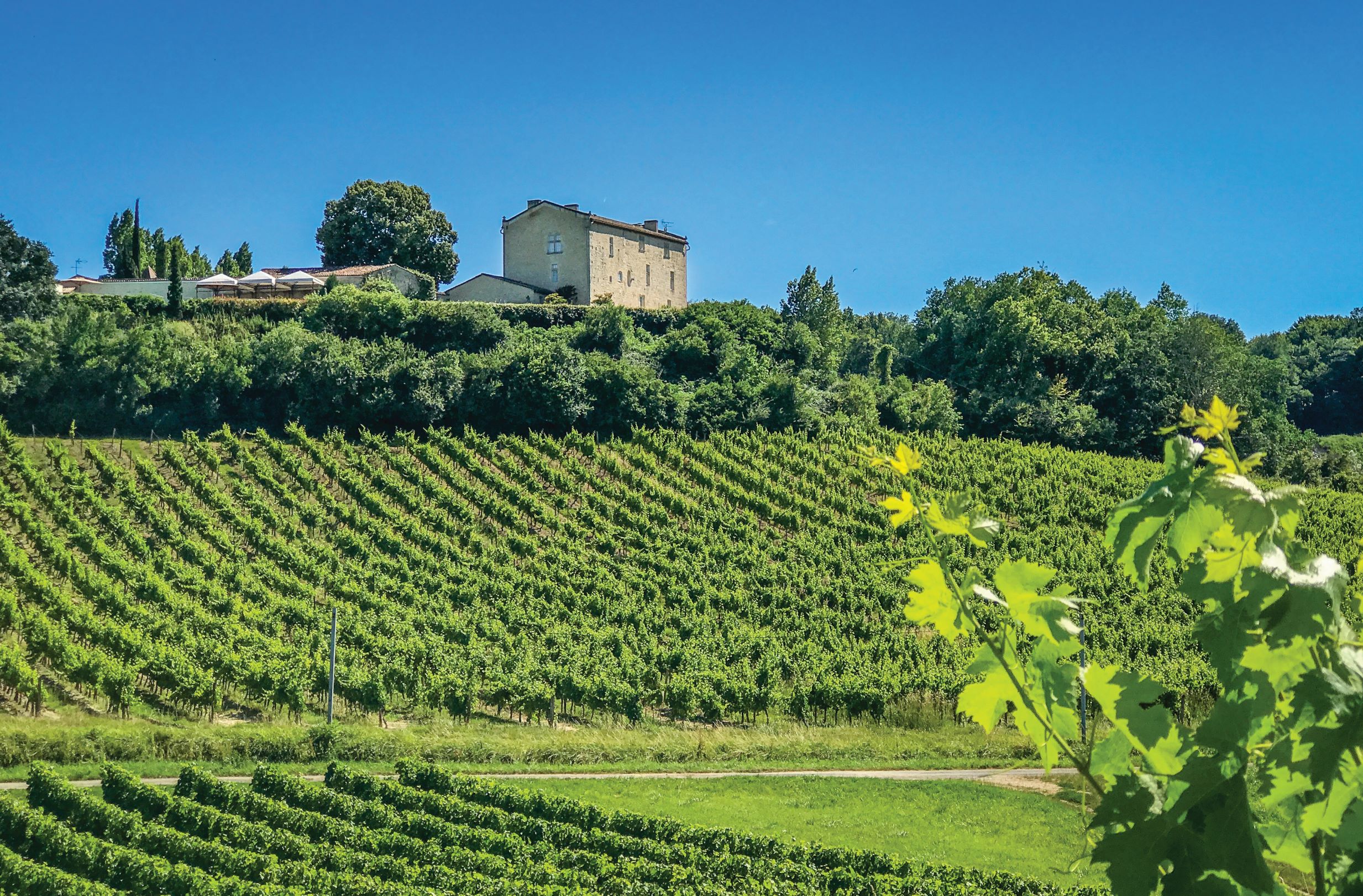 Vineyards (1)