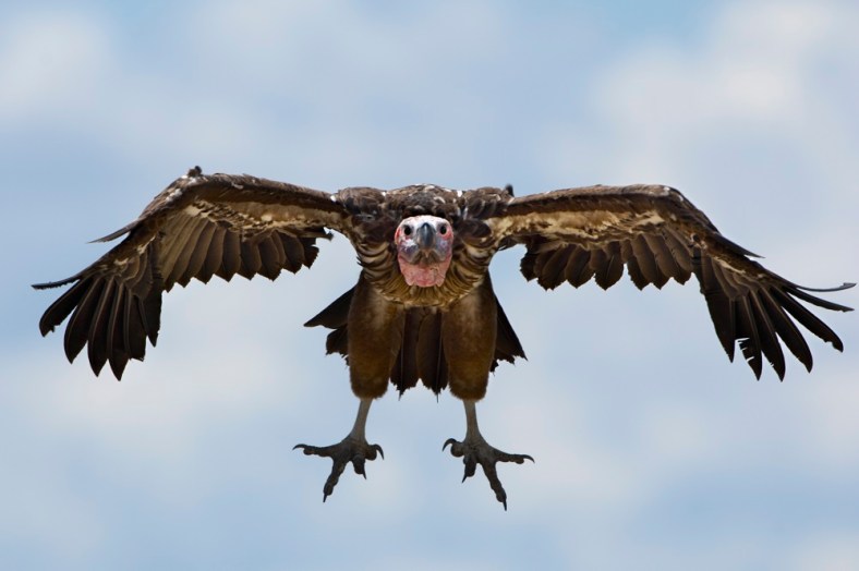 spy vulture getty