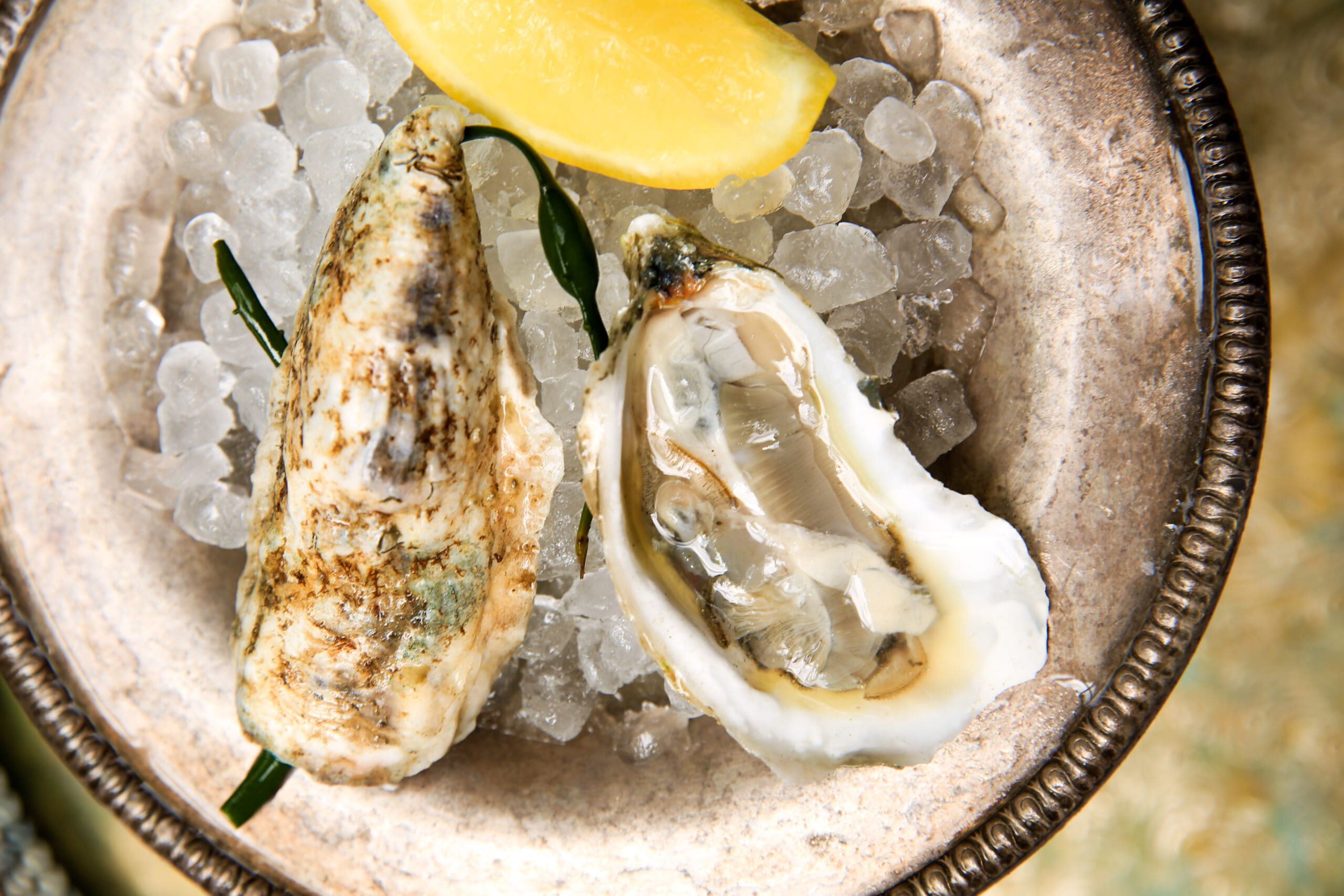 wellfleet oyster
