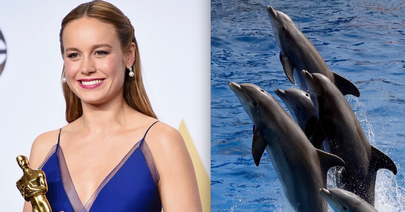 brie-larson-dolphins-promo.jpg