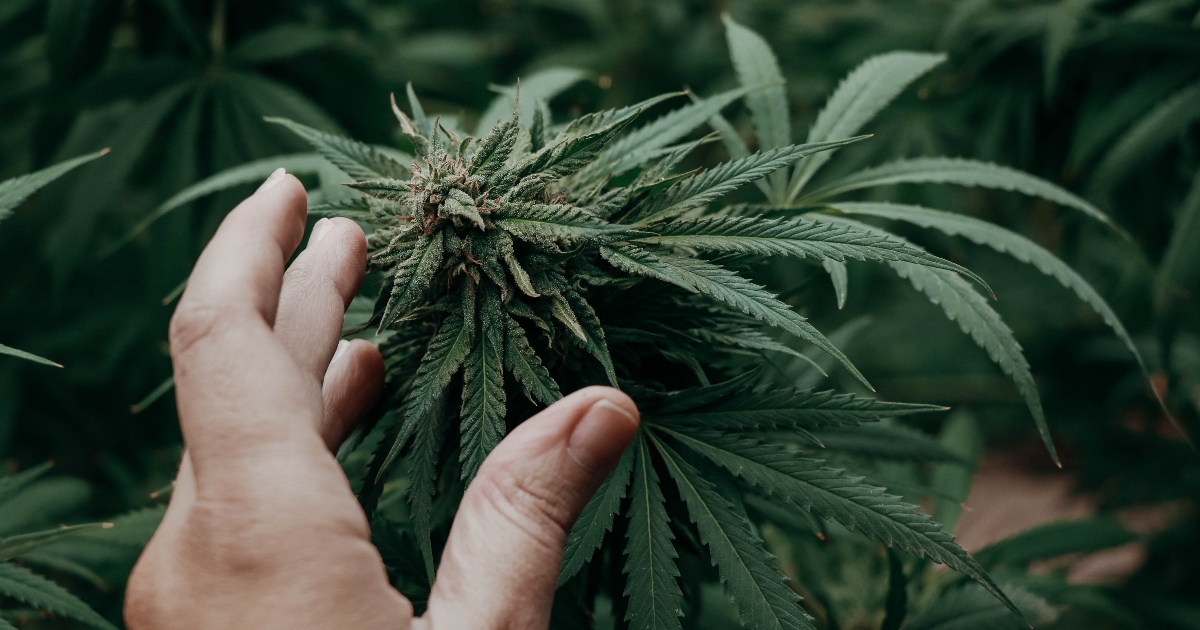 cbd-oracle-2