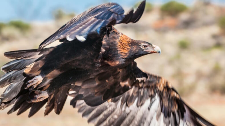 eagle-australia-photo-promo.jpg