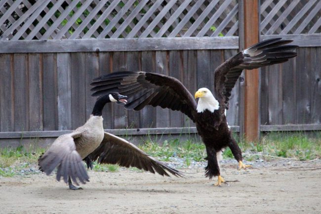 Eagle v Goose 1 (Photo: Vancouver Island Images)