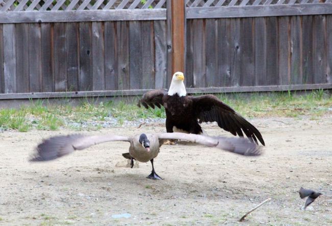 Eagle v Goose 2 (Photo: Vancouver Island Images)