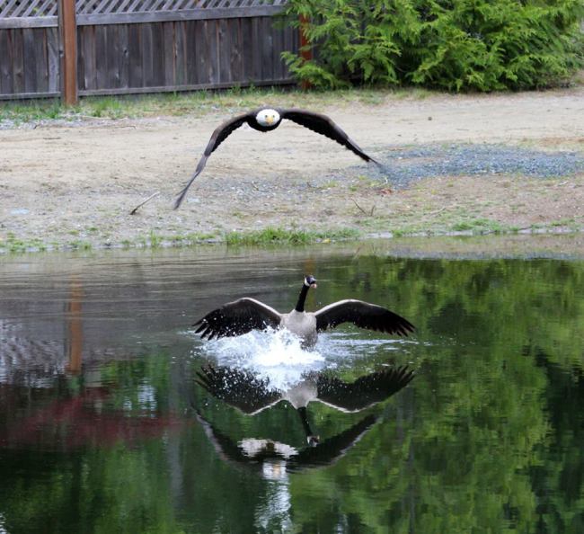 Eagle v Goose 3 (Photo: Vancouver Island Images)