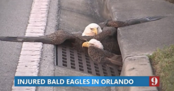 Bald Eagle Rescue [Twitter/WFTV]