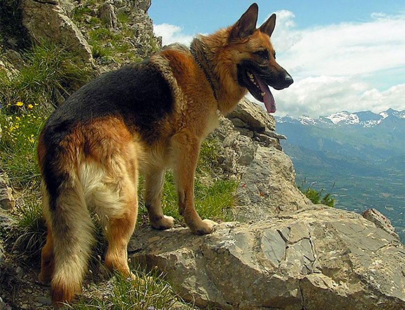 German Shepherd wikimedia