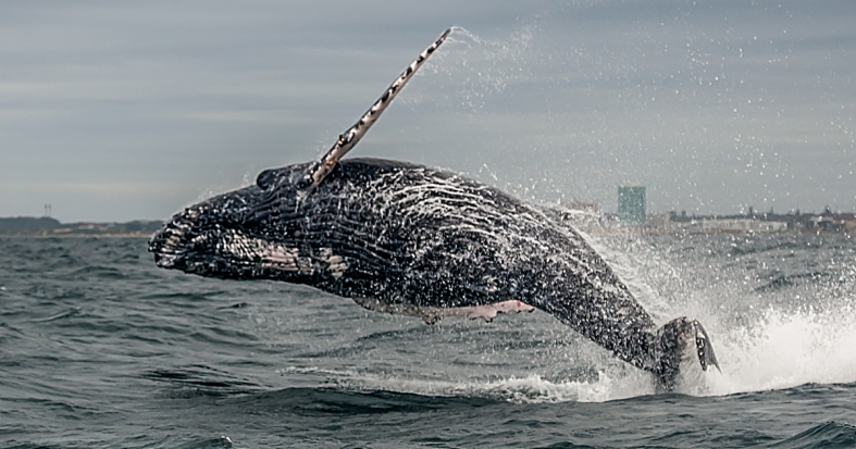 Humpback whale breaches waters off the coast of South Africa.
