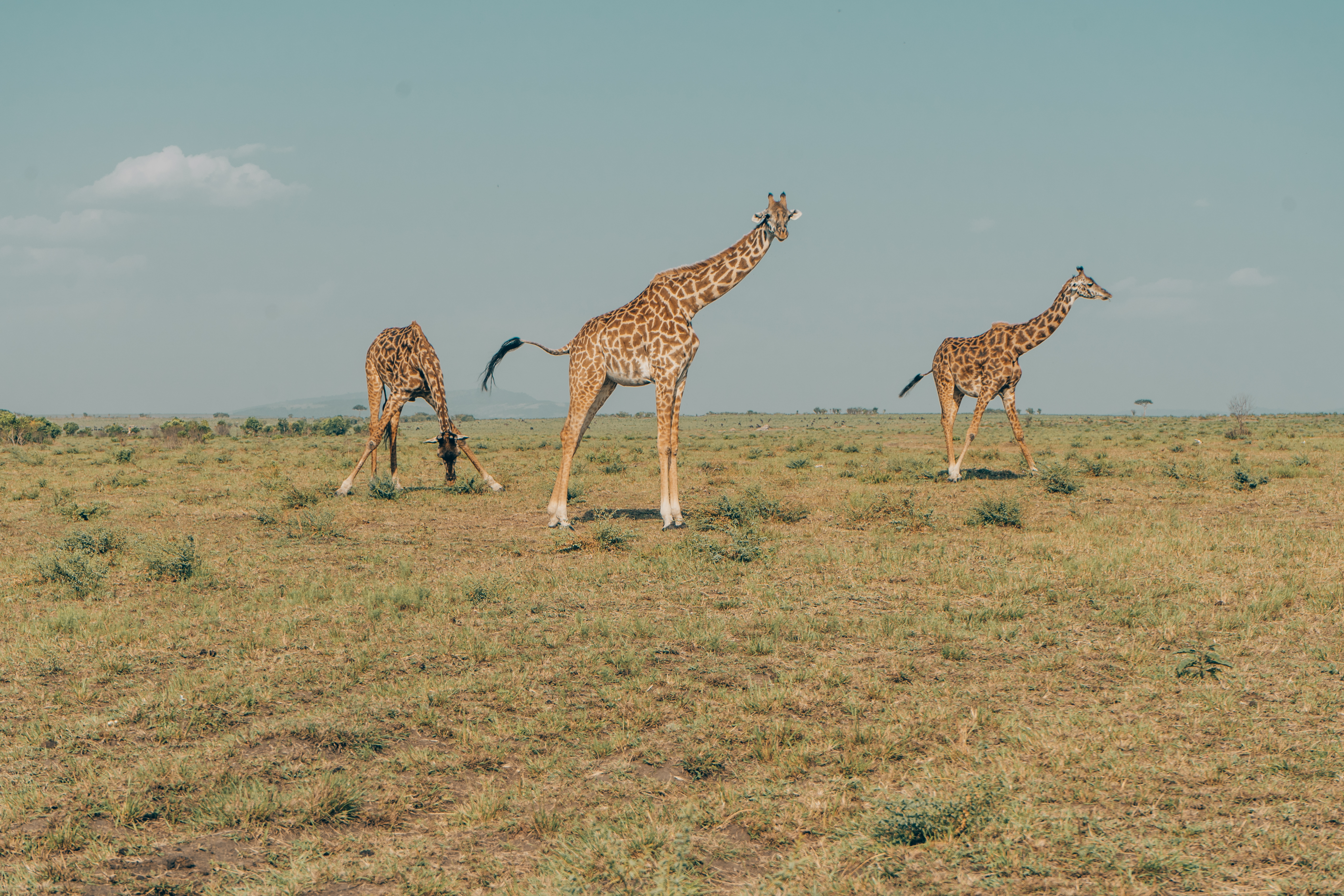 safari africa pinterest