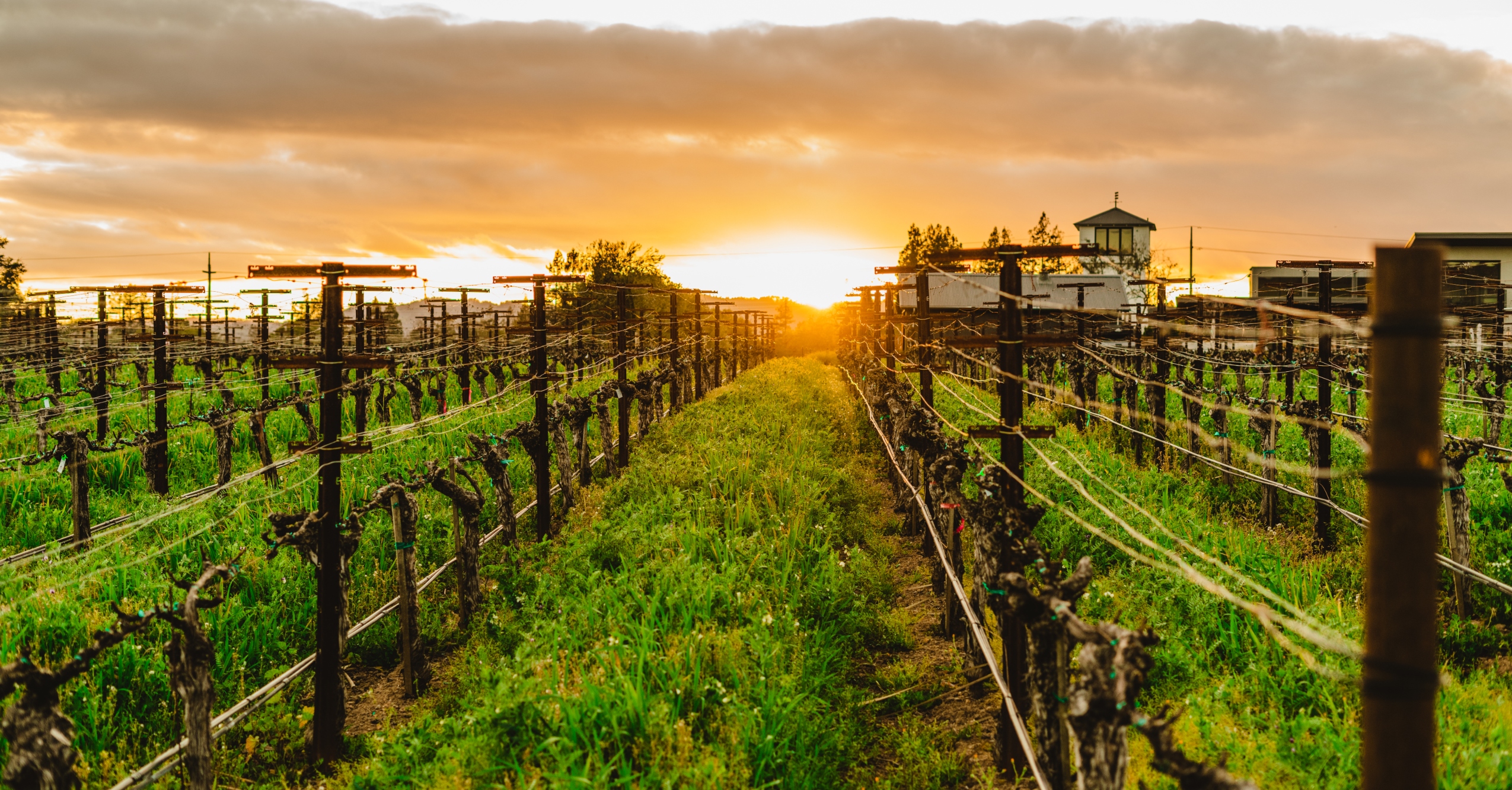 Why Lower Napa Valley Is Now The Hottest Spot In California Wine Country