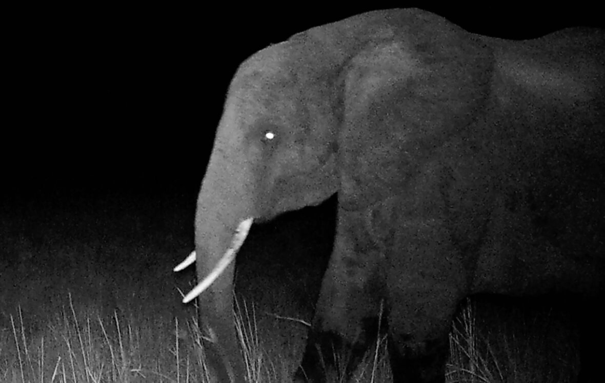 ‘Ghost Elephants’: Werner Herzog Searches For Mythical Beasts In The Angolan Wilderness