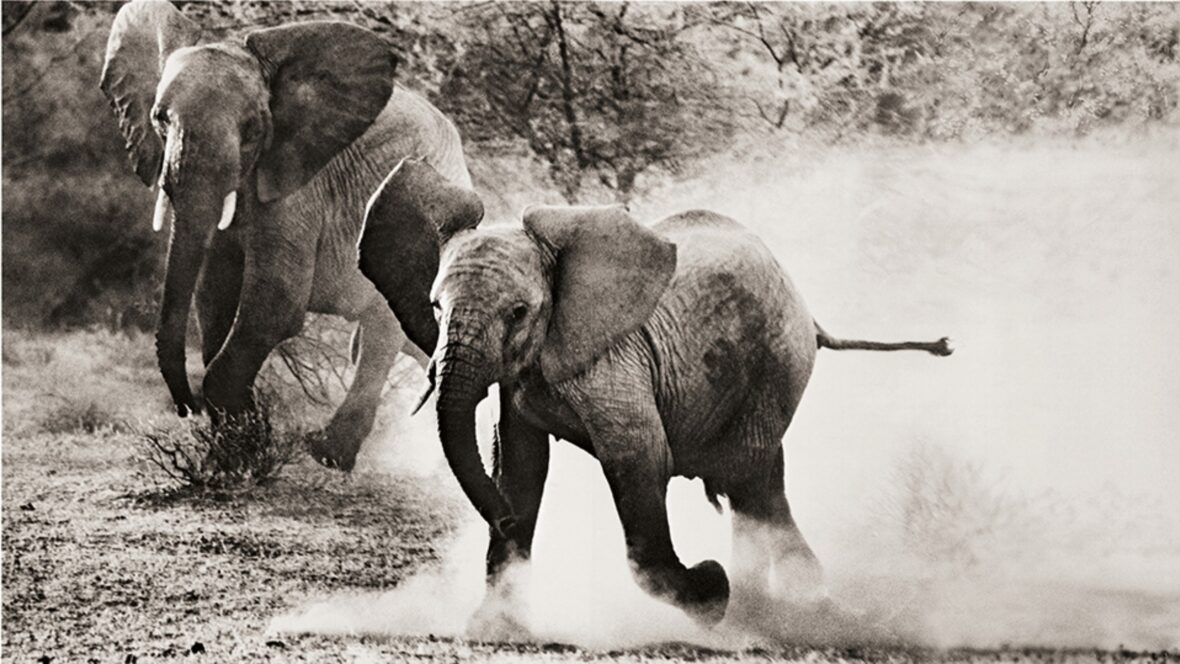 Peter Beard’s Wildlife Classic ‘The End of the Game’ Gets Expanded Taschen Edition