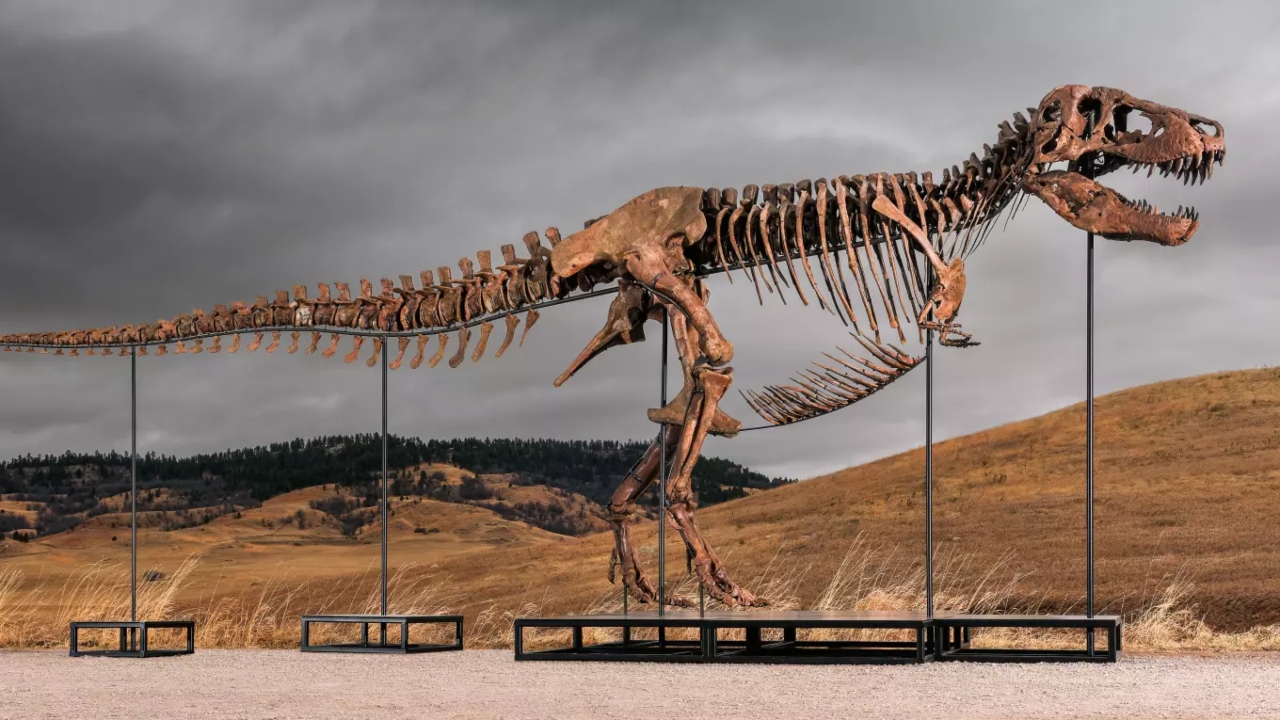 Nejdražší fosilní skvost všech dob: Dinosauří kostra T-Rexe převratila aukční rekordy